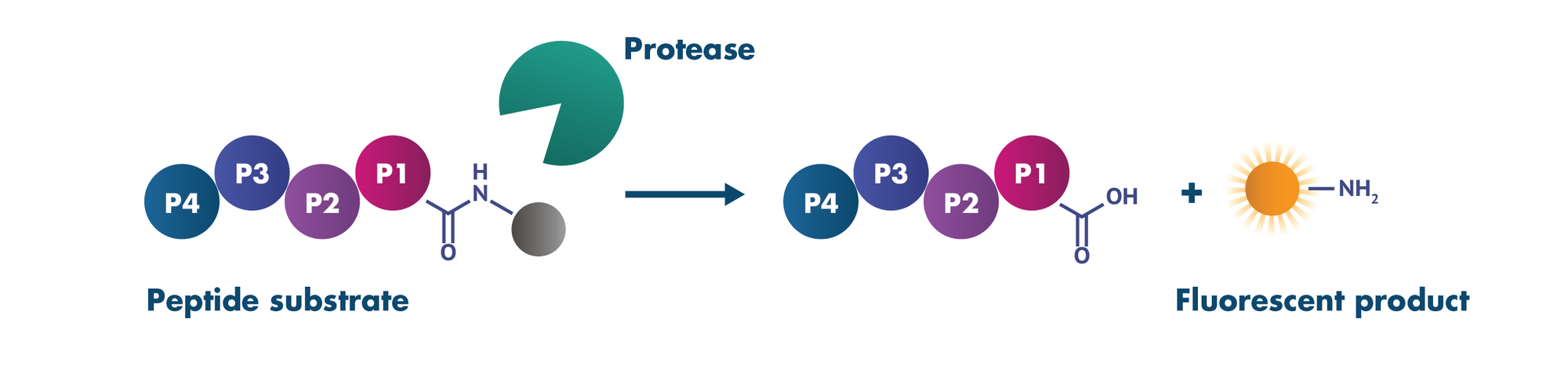 Protease Assay Services Reaction Biology